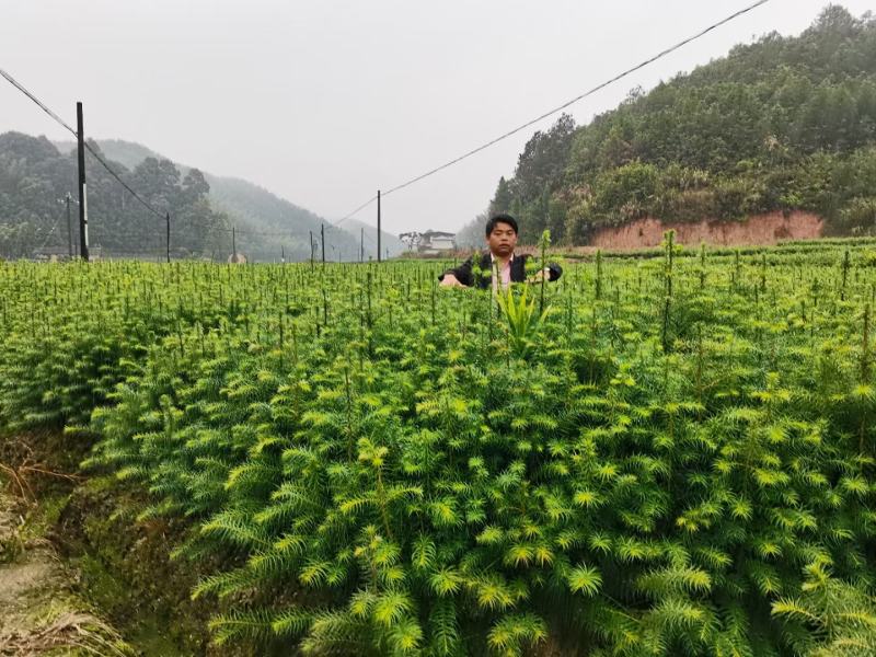 杉树苗，郴州杉木苗，广东杉木苗价格，杉木杯苗1米高，