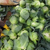 包菜甘蓝小铁头大量供应、质量保证、支持各种包装11111