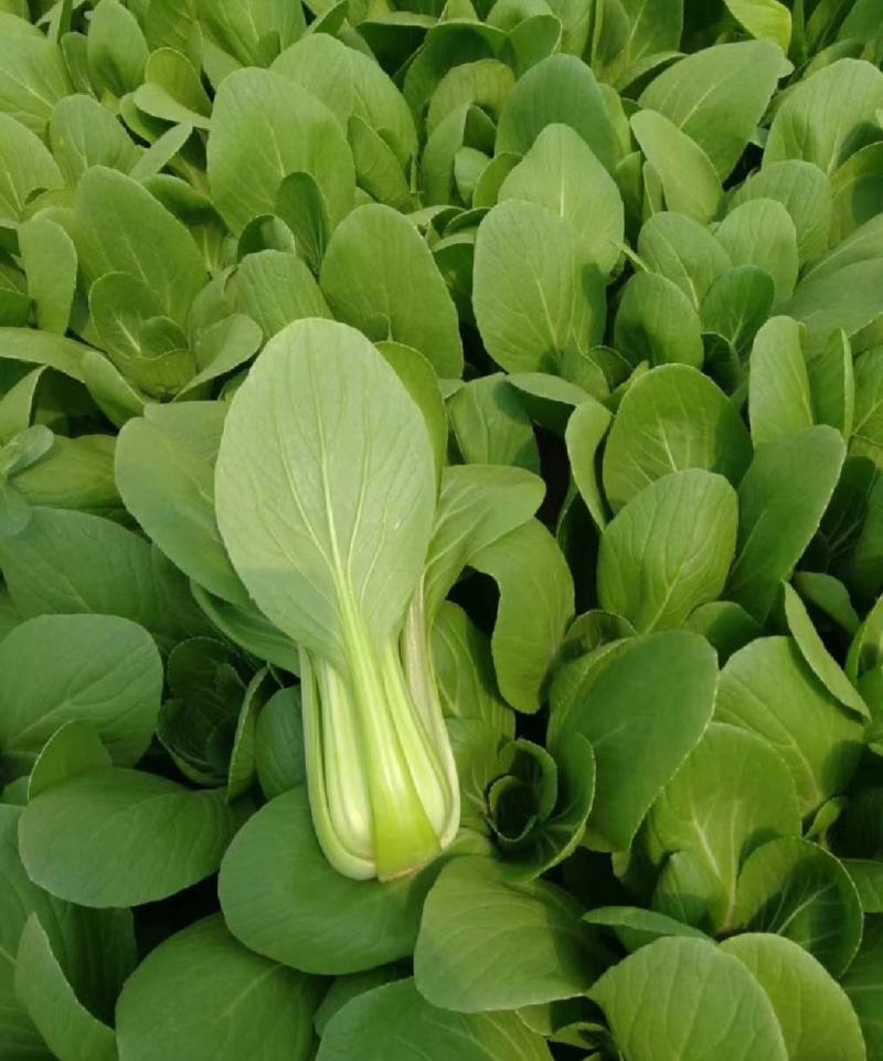 精品小油菜每天都是新鲜货