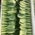 精品小油菜每天都是新鲜货