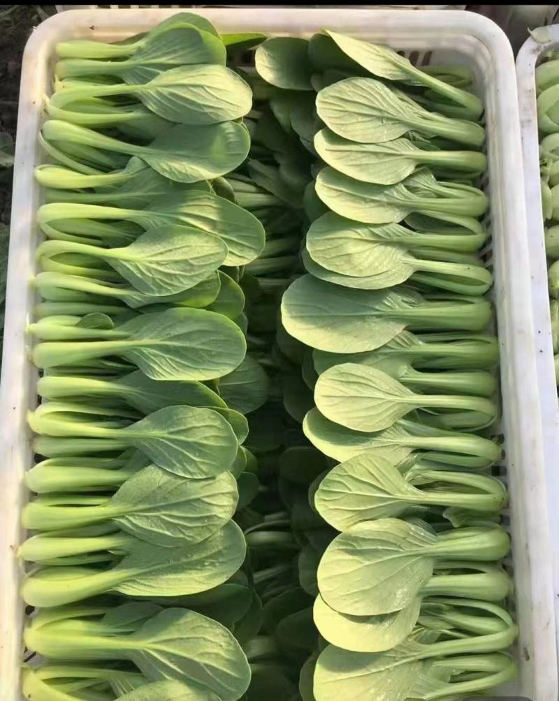 精品小油菜每天都是新鲜货