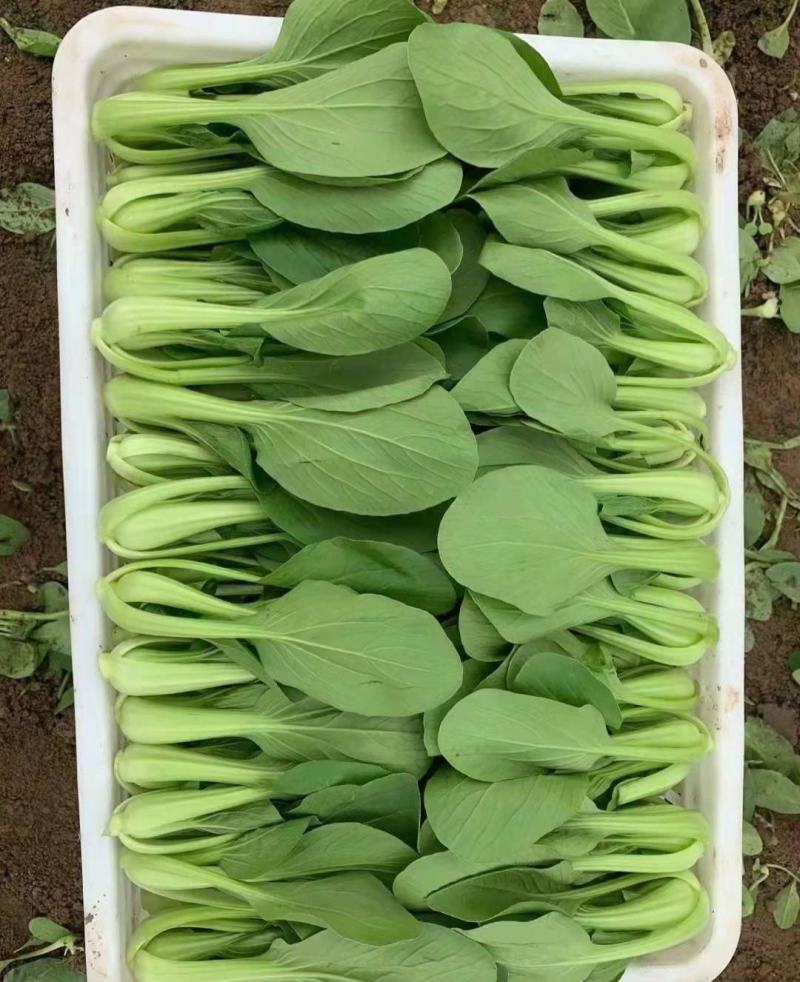 精品小油菜每天都是新鲜货
