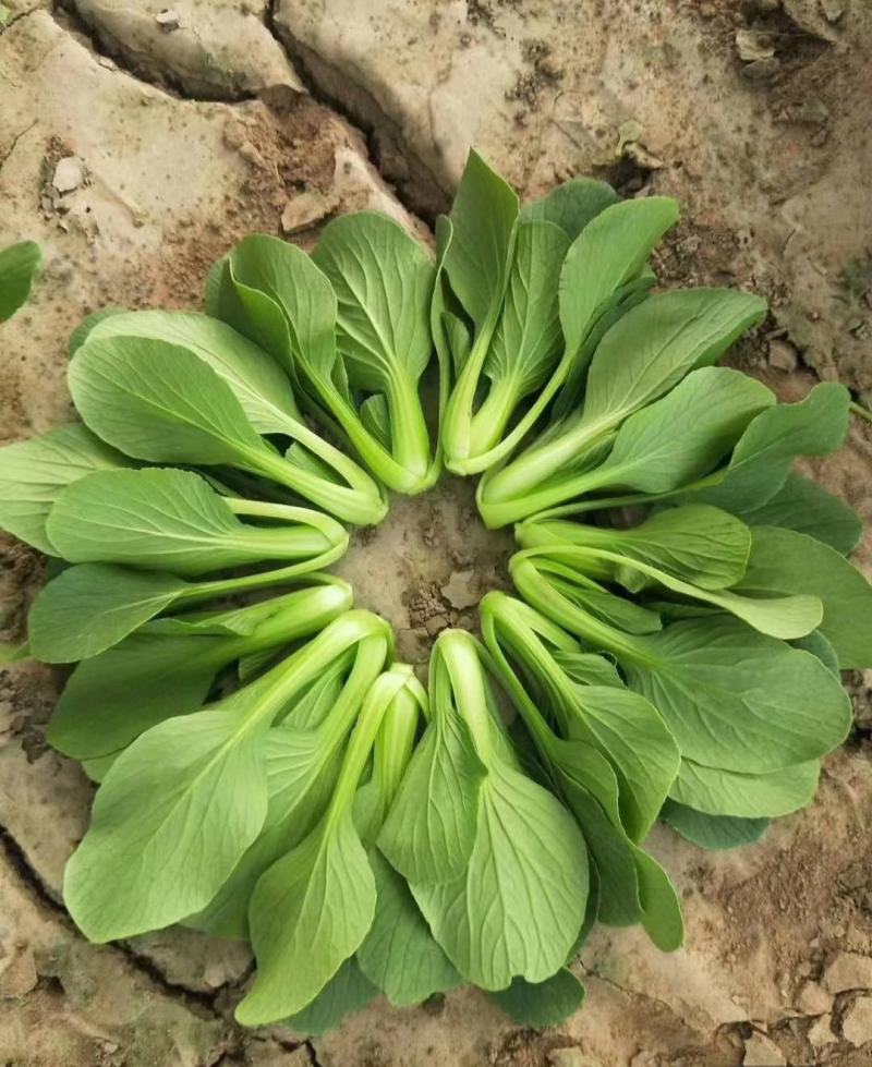 精品小油菜每天都是新鲜货