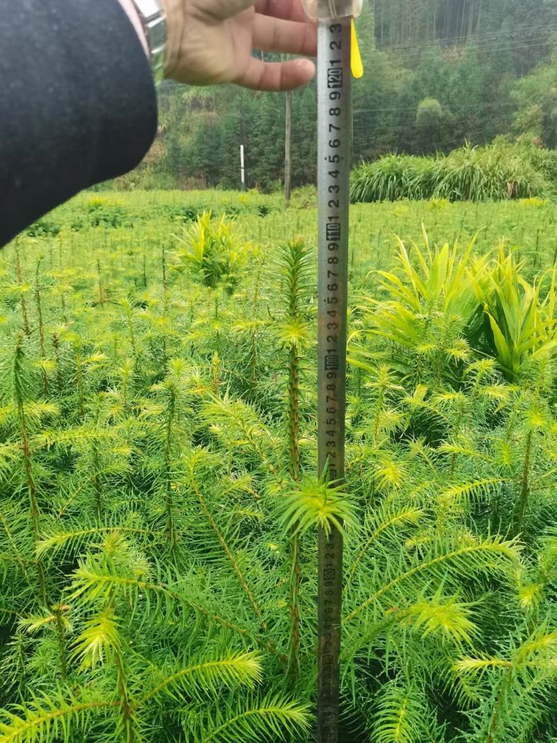 香樟小苗，广东香樟供应，湖南郴州香樟价格