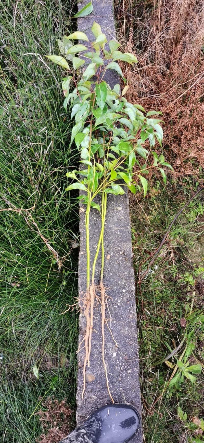 香樟小苗，广东香樟供应，湖南郴州香樟价格