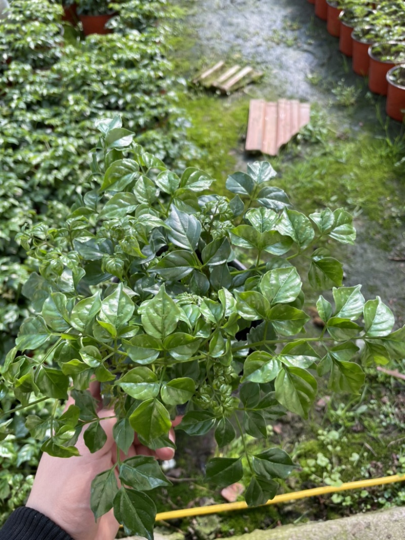 小棵幸福树，四棵苗，需要老板联系，量大优惠