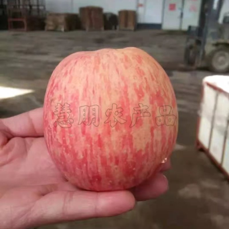 【推荐】精品红富士苹果口感脆甜果面干净山东产地供应