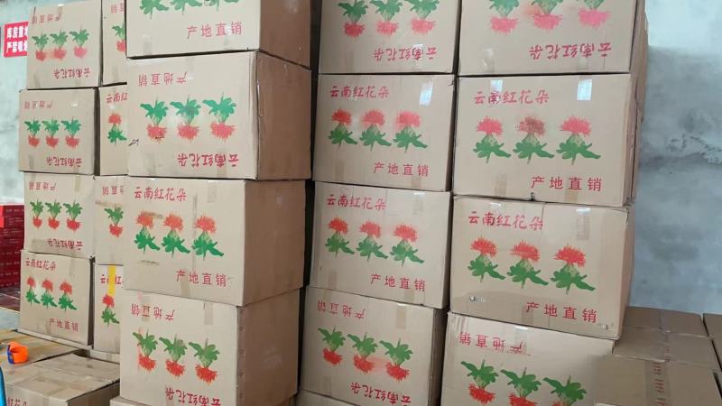 云南红花花，花红叶绿，江湖地摊，展会跑量产品，利润可观