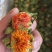 云南红花花，花红叶绿，江湖地摊，展会跑量产品，利润可观