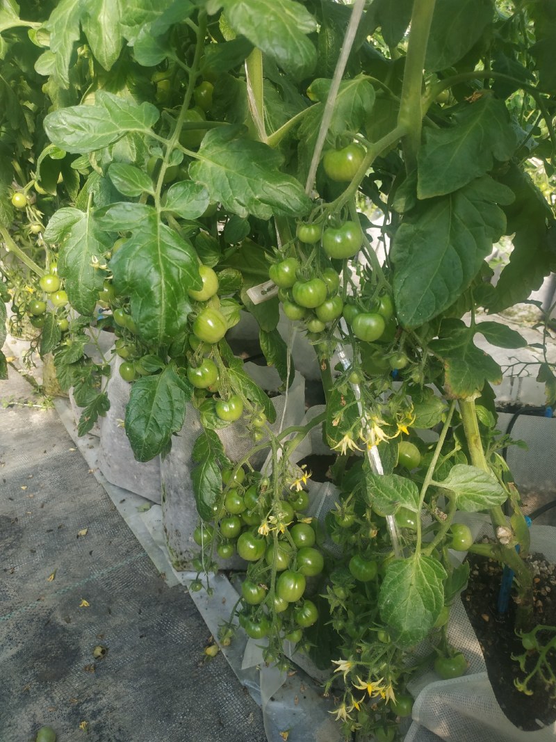 高口感小番茄