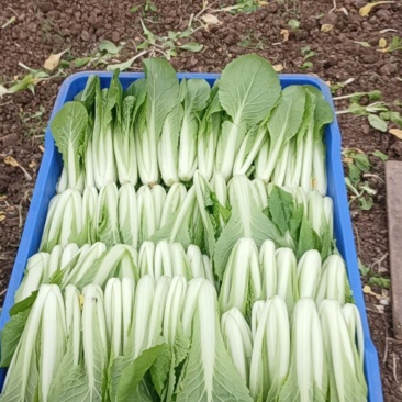 大量出售小白菜精品菜