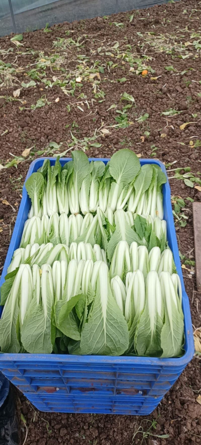 大量出售小白菜精品菜