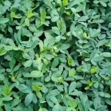 自家种植黑花生，品种纯
