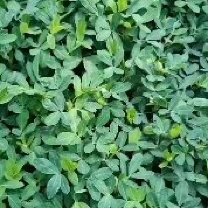 自家种植黑花生，品种纯