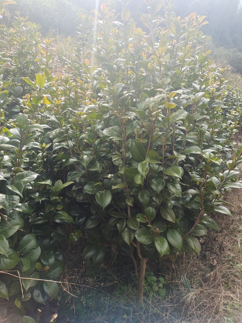 茶花自产自销，树形漂亮价格实惠