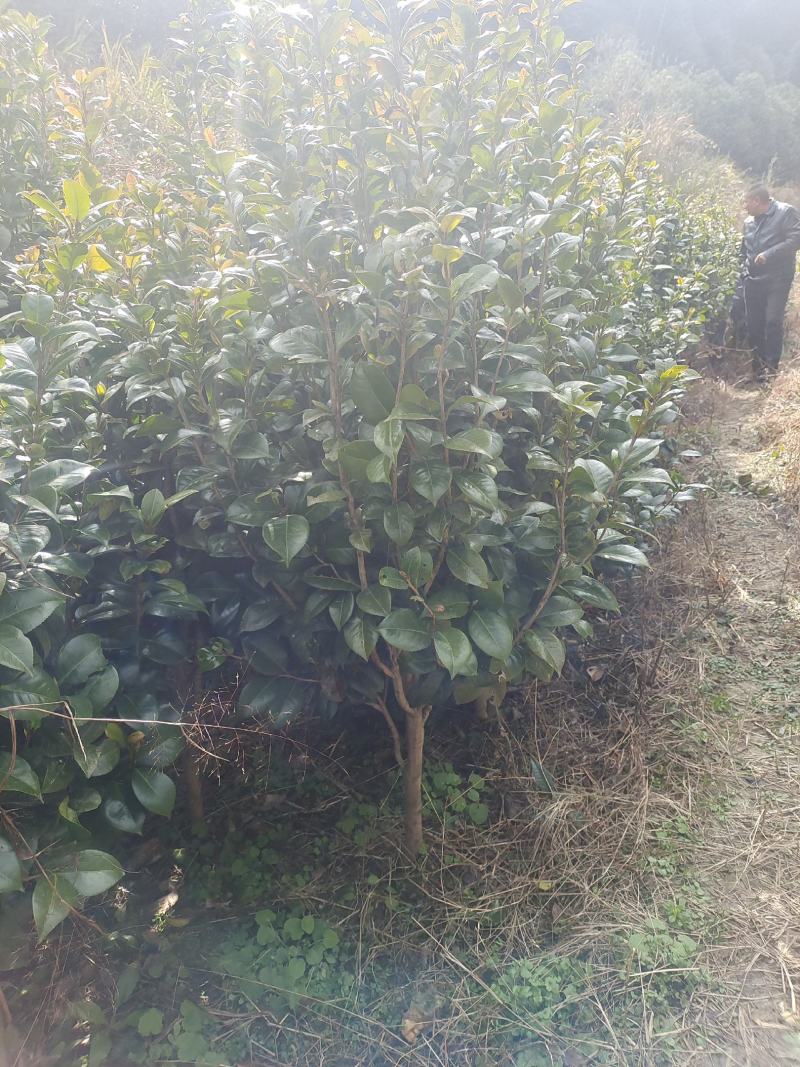 茶花自产自销，树形漂亮价格实惠