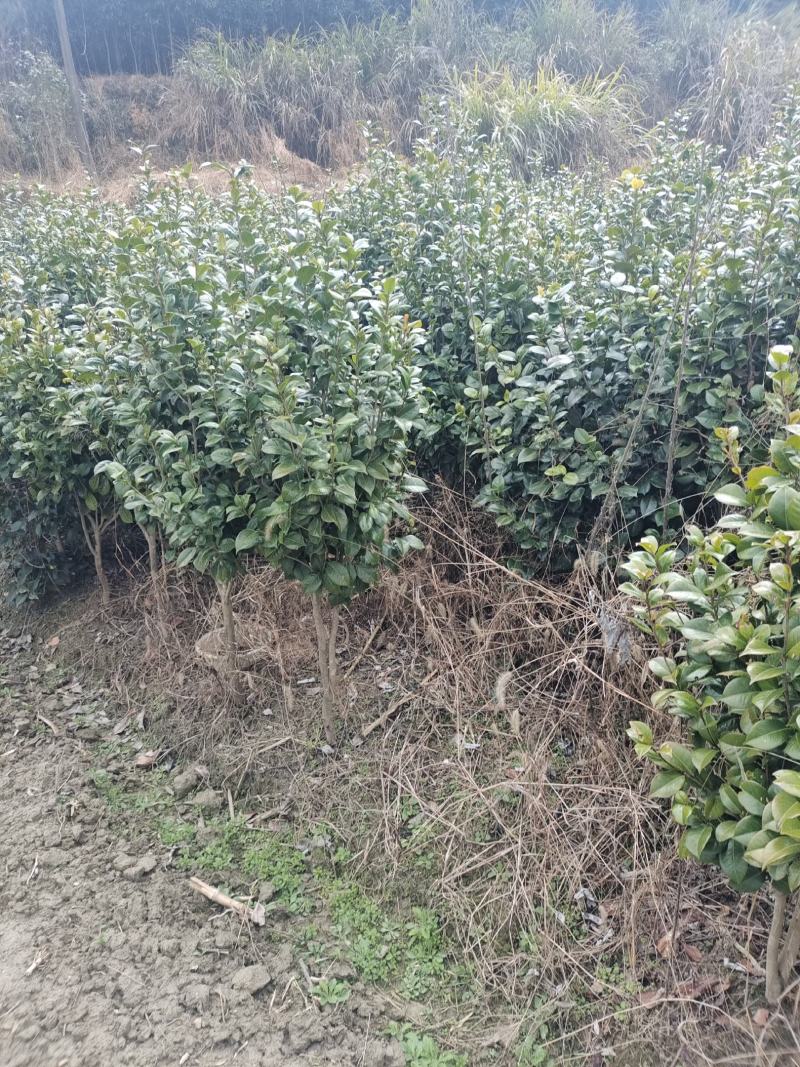 茶花自产自销，树形漂亮价格实惠