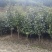 茶花自产自销，树形漂亮价格实惠