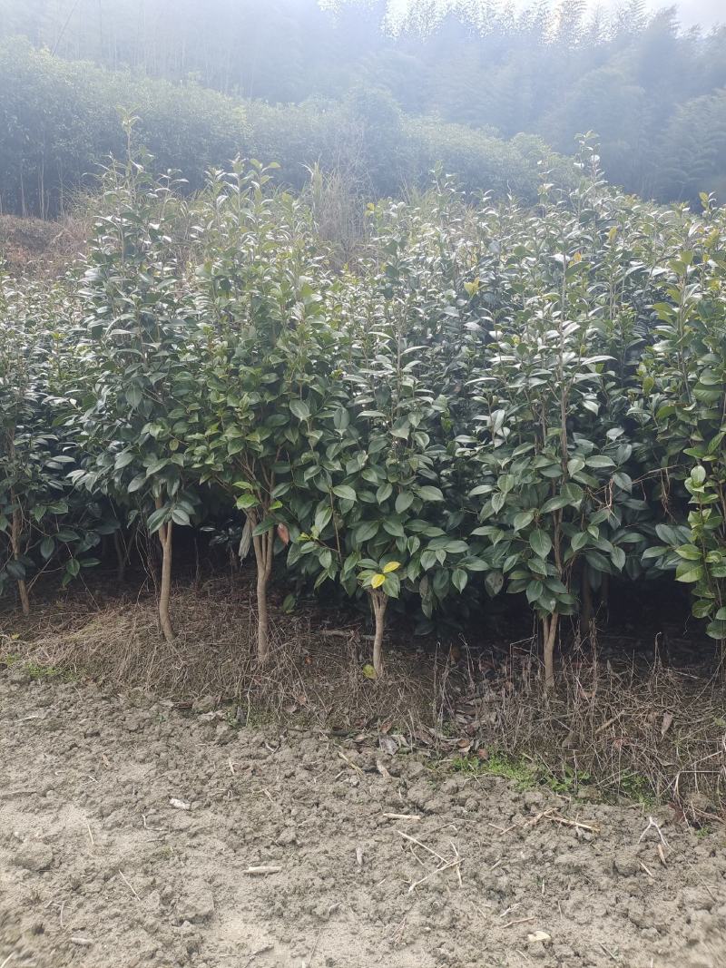 茶花自产自销，树形漂亮价格实惠