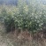 茶花自产自销，树形漂亮价格实惠