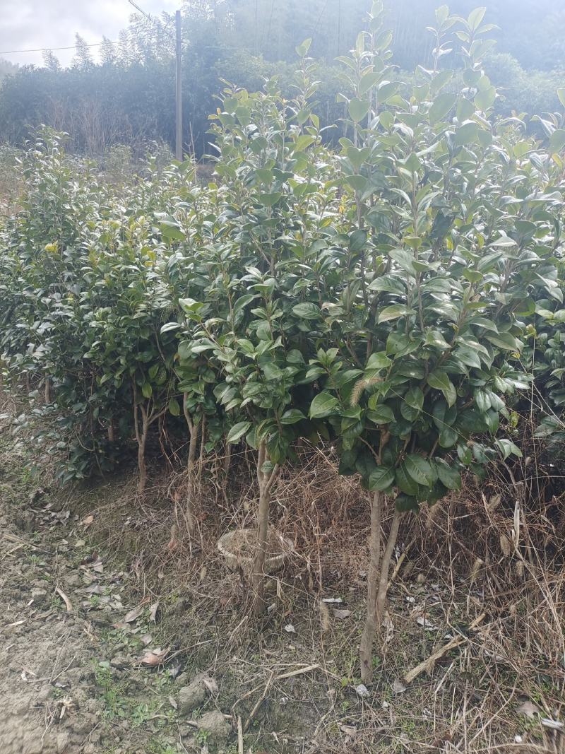 茶花自产自销，树形漂亮价格实惠