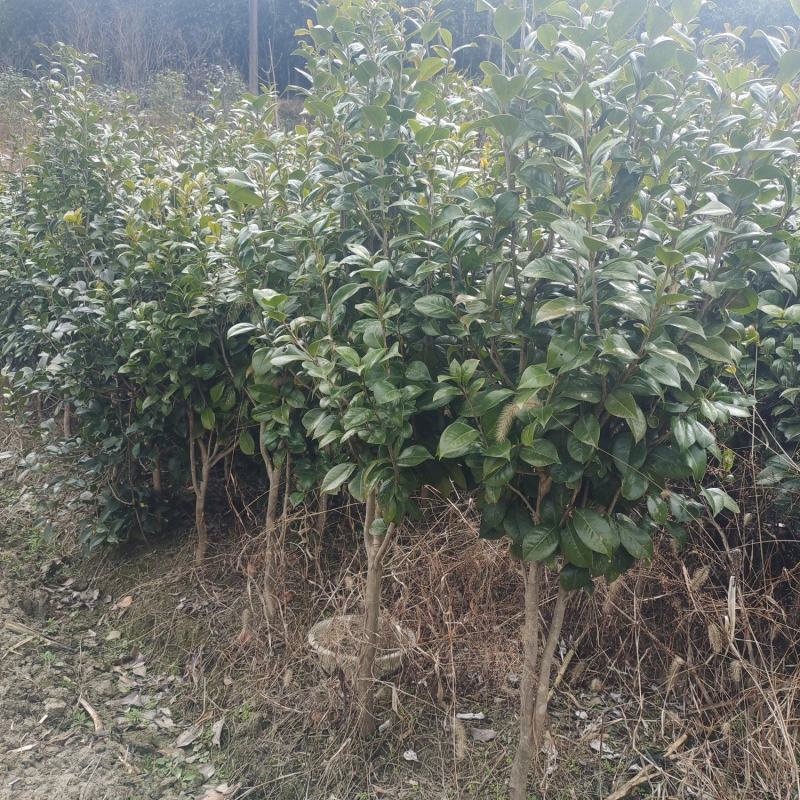 茶花自产自销，树形漂亮价格实惠