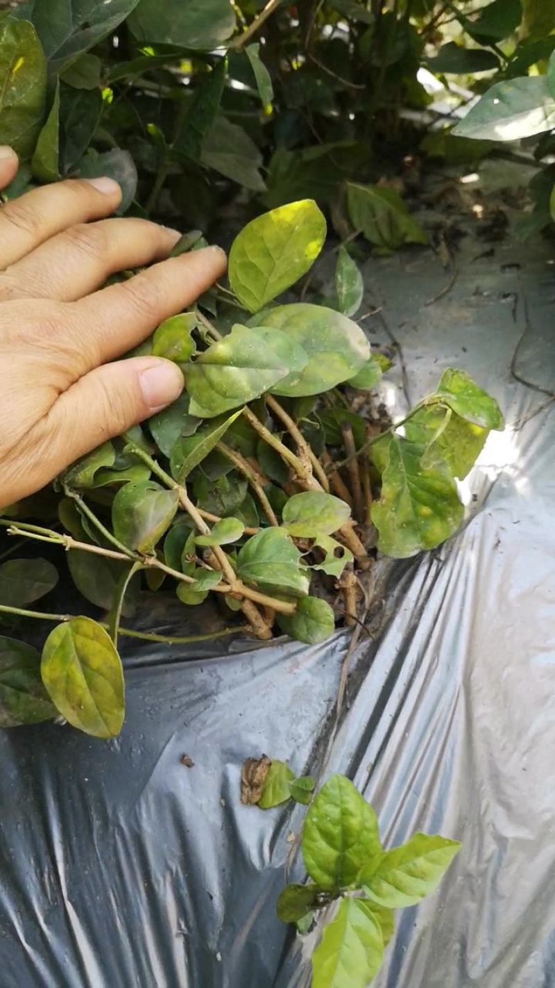 茉莉窝苗春季半成品苗广西横县茉莉基地直批质优价美