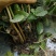 茉莉窝苗春季半成品苗广西横县茉莉基地直批质优价美