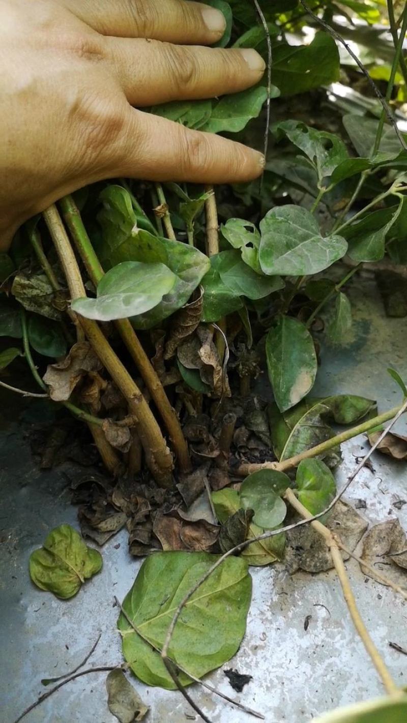 茉莉窝苗春季半成品苗广西横县茉莉基地直批质优价美