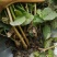 茉莉窝苗春季半成品苗广西横县茉莉基地直批质优价美