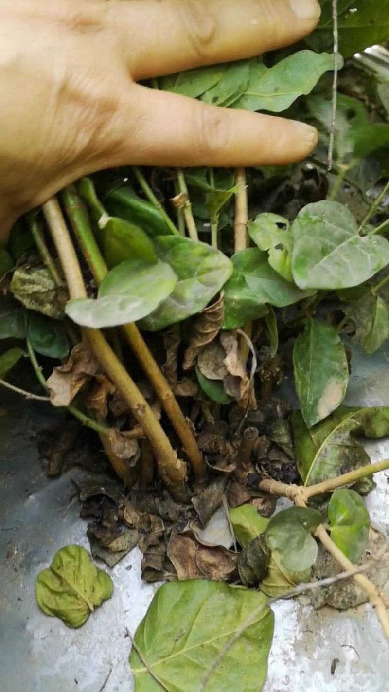 茉莉窝苗春季半成品苗广西横县茉莉基地直批质优价美