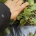 茉莉窝苗春季半成品苗广西横县茉莉基地直批质优价美
