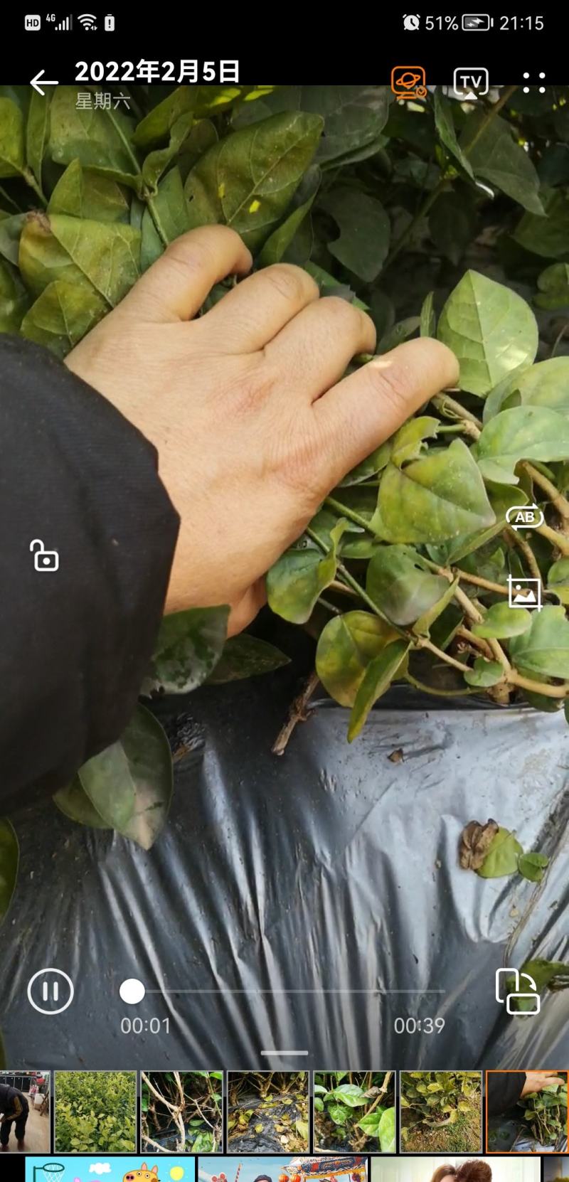 茉莉窝苗春季半成品苗广西横县茉莉基地直批质优价美