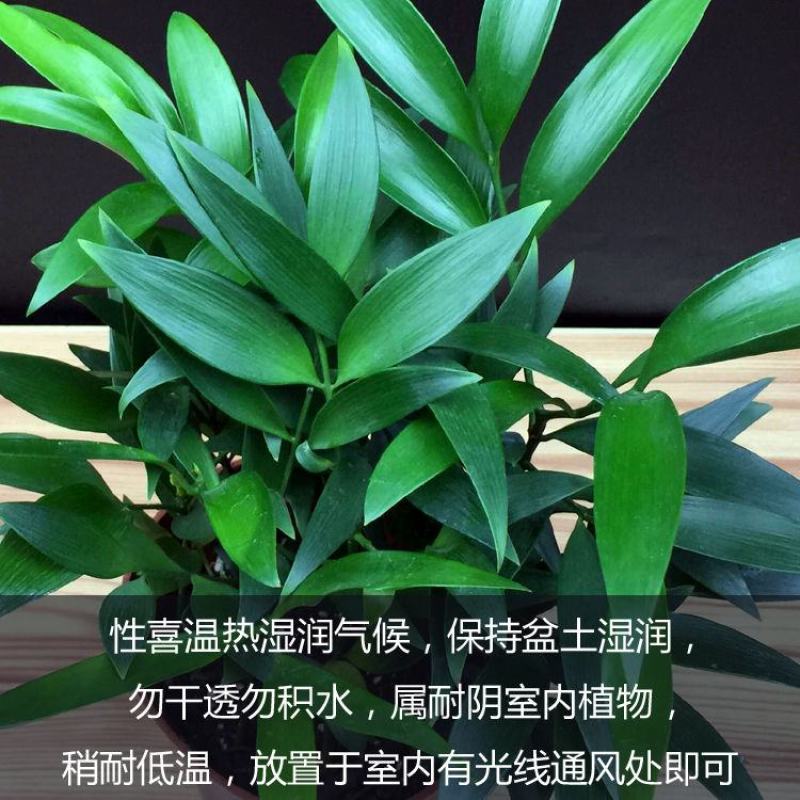 四季长青竹柏盆栽一年四季长青电商绿化的精品盆栽