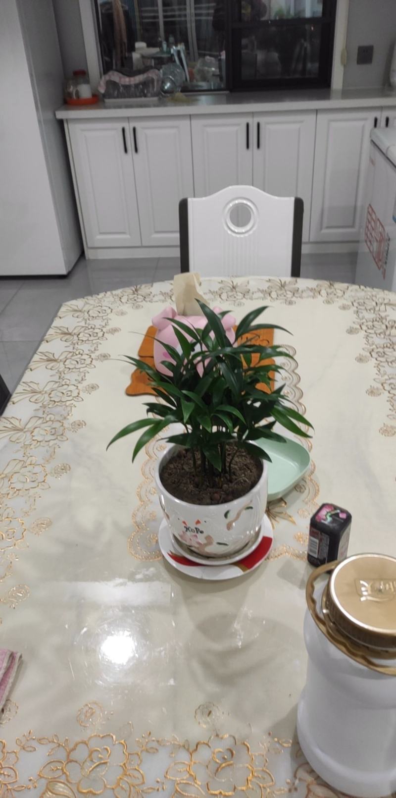 四季长青竹柏盆栽一年四季长青电商绿化的精品盆栽