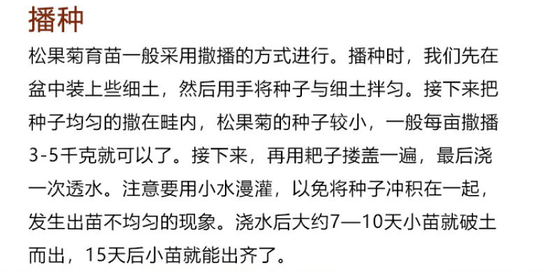 松果菊种子紫锥花多年生宿根花卉庭院室外景观花海发芽率高