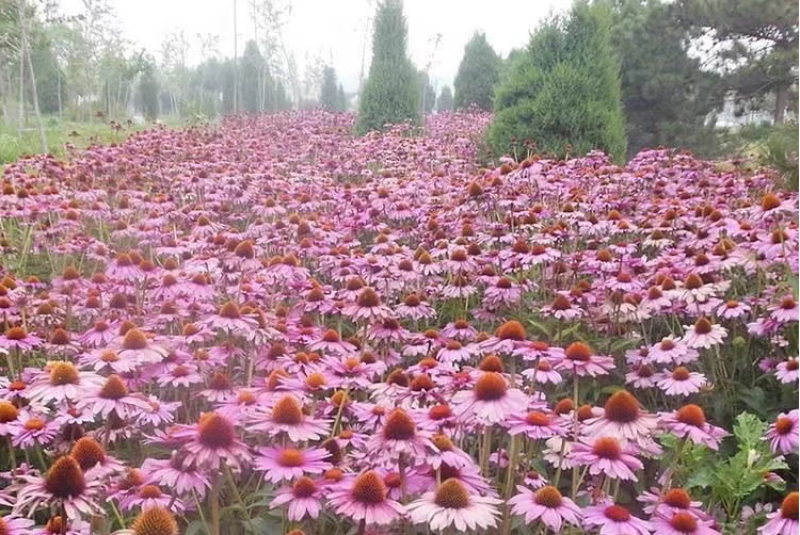 松果菊种子紫锥花多年生宿根花卉庭院室外景观花海发芽率高