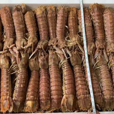 皮皮虾自助餐火锅店专用，大小规格都有