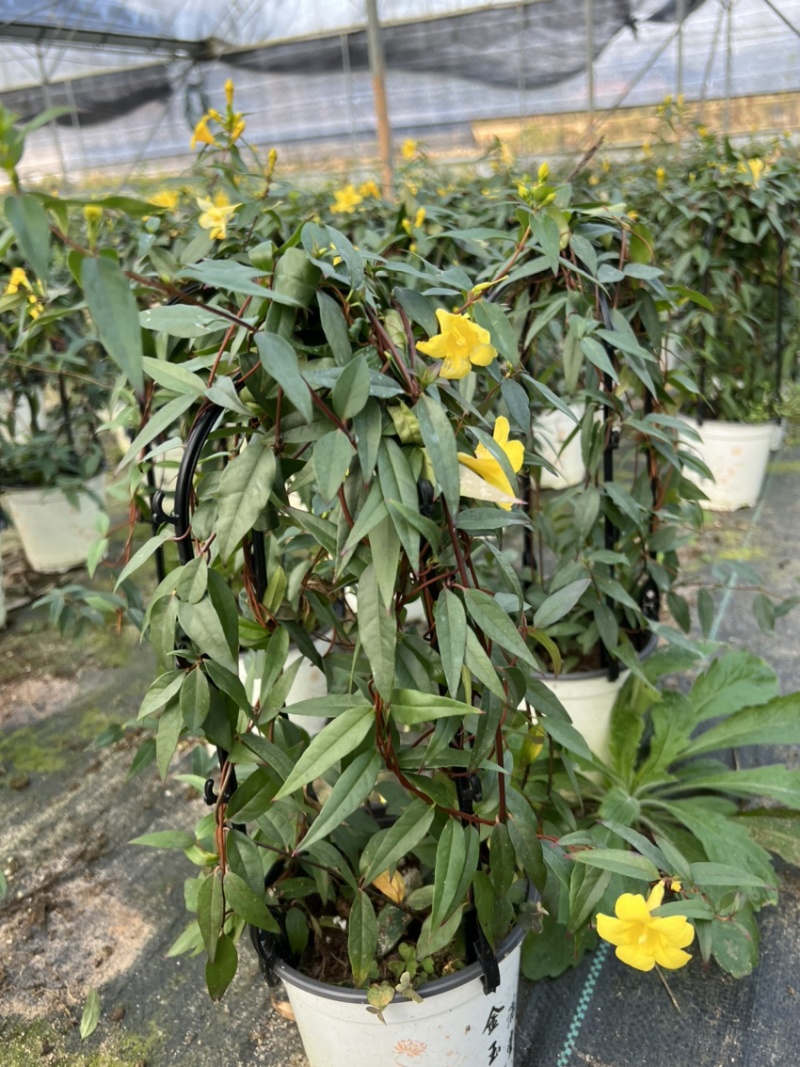 法国香水，永福产地供应，一手货源品质保证，价格优！！