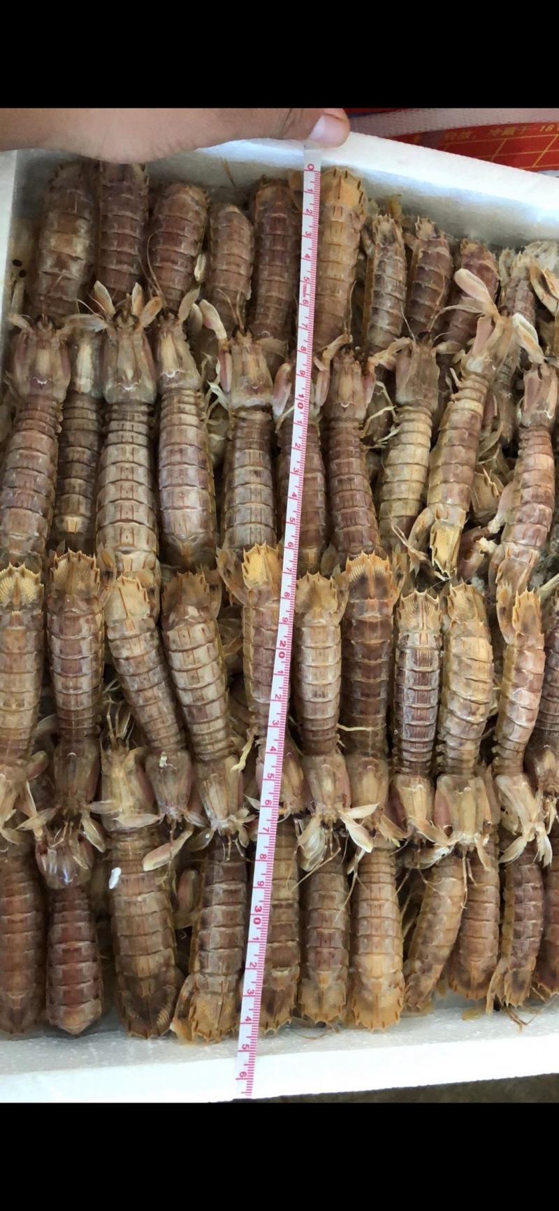 皮皮虾自助餐火锅店专用，大小规格都有