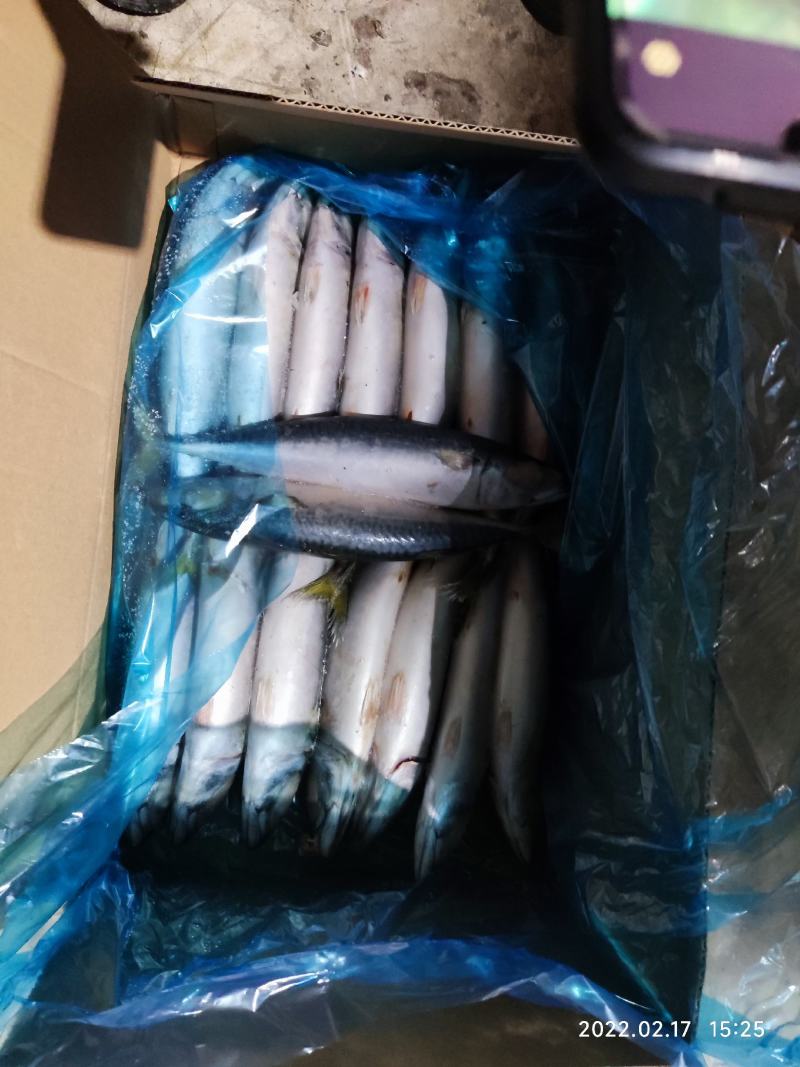 鲐鲅鱼鲭花鱼青花鱼新鲜精装鲅鱼