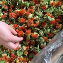 云南藏红花朵，花红叶绿地摊热销产品，一件20斤，量大从优
