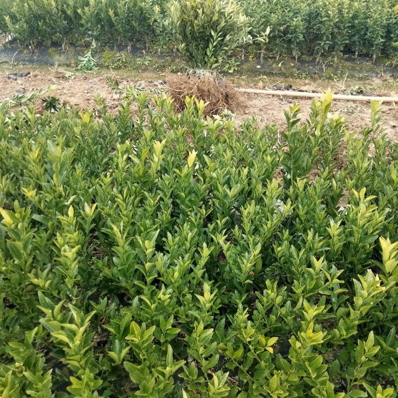 新品种南瓜桔果苗，原产地，自产自销，现挖现卖