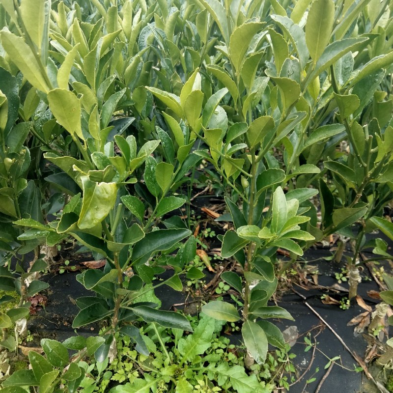 新品种南瓜桔果苗，原产地，自产自销，现挖现卖
