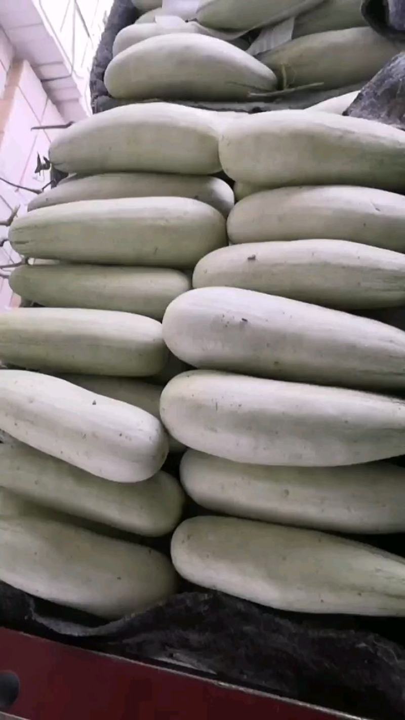 精品博洋六一甜瓜，诚信瓜果蔬菜供应链，欢迎全国各地老板前