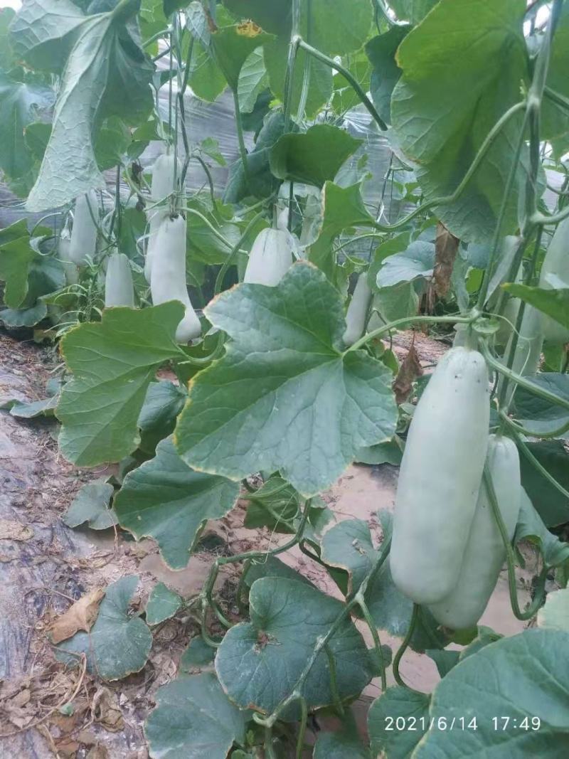 精品博洋六一甜瓜，诚信瓜果蔬菜供应链，欢迎全国各地老板前