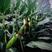 奥玉419玉米种子，活杆成熟，抗病抗倒抗旱，产量稳