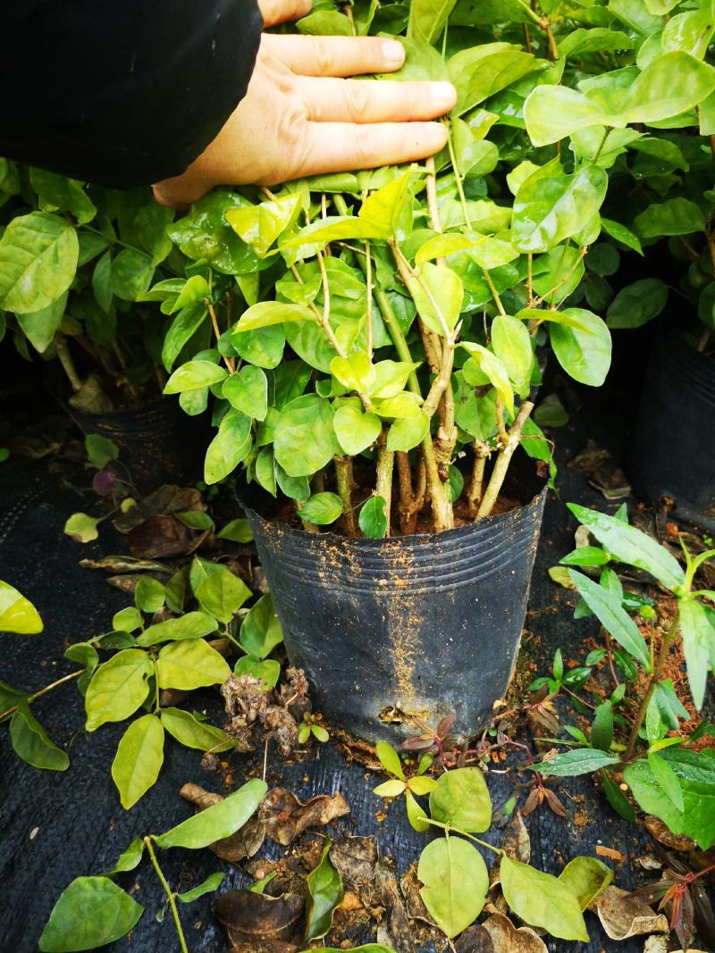 黑袋苗茉莉花苗成品苗园林绿化工程苗庭院阳台景观