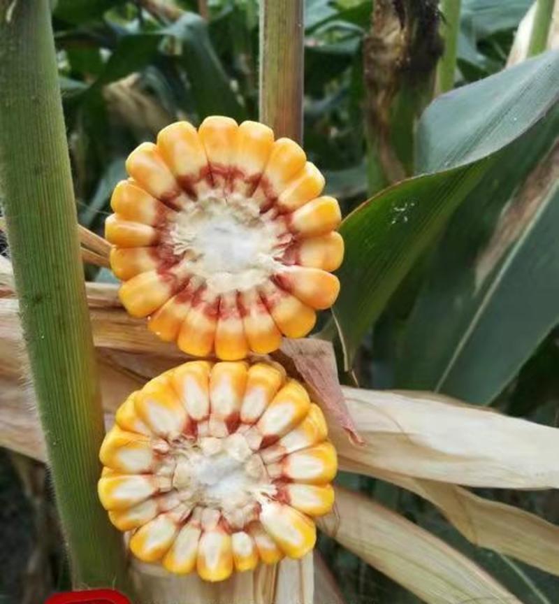 奥玉419玉米种子，活杆成熟，抗病抗倒抗旱，产量稳