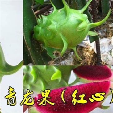 正品青龙火龙果苗耐寒抗旱可盆栽地栽果树苗四季可种自花授粉